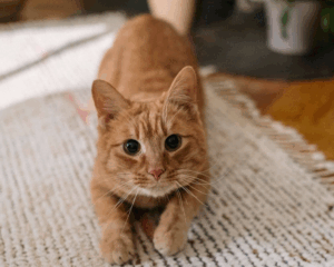 Pet stains on carpet