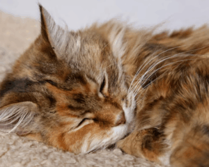 Pet stains on carpet