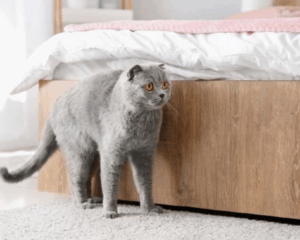 Pet stains on carpet