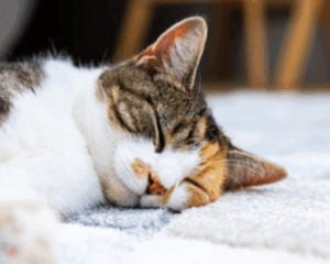 Pet stains on carpet