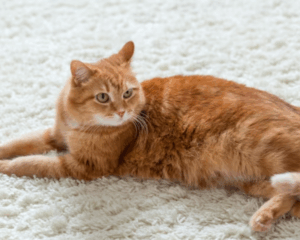 Pet stains on carpet