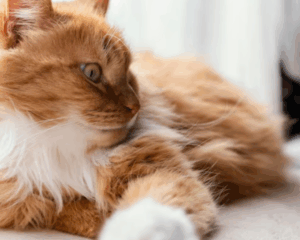 Pet stains on carpet